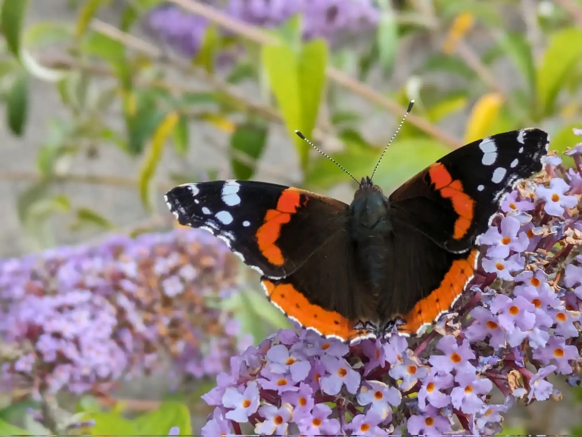 Red Admiral on pink flowers (black & red/orange with white spots).