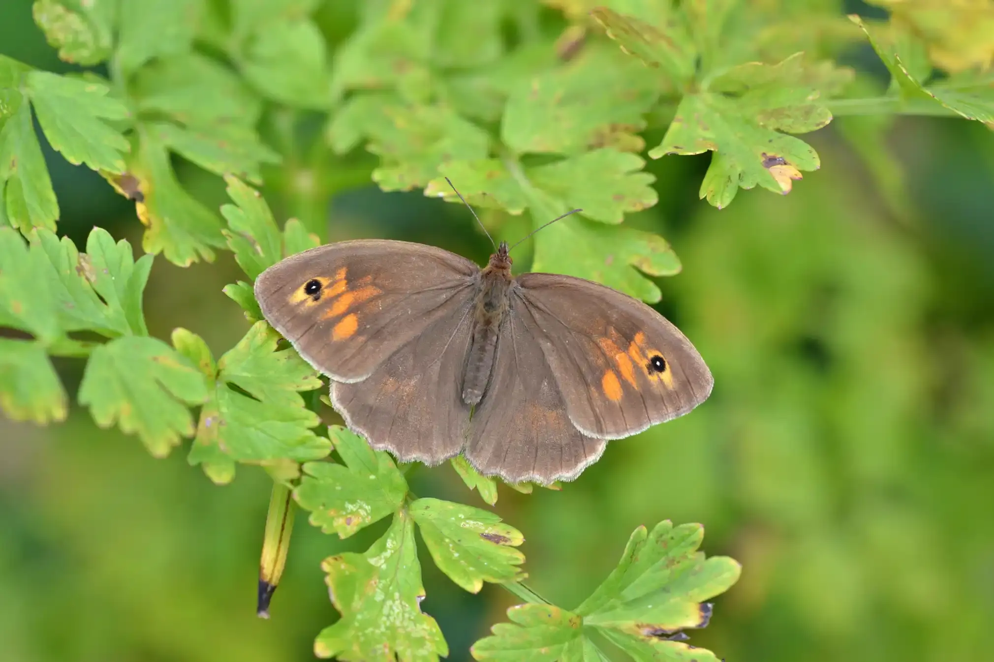 Meadow brown on green leaves.