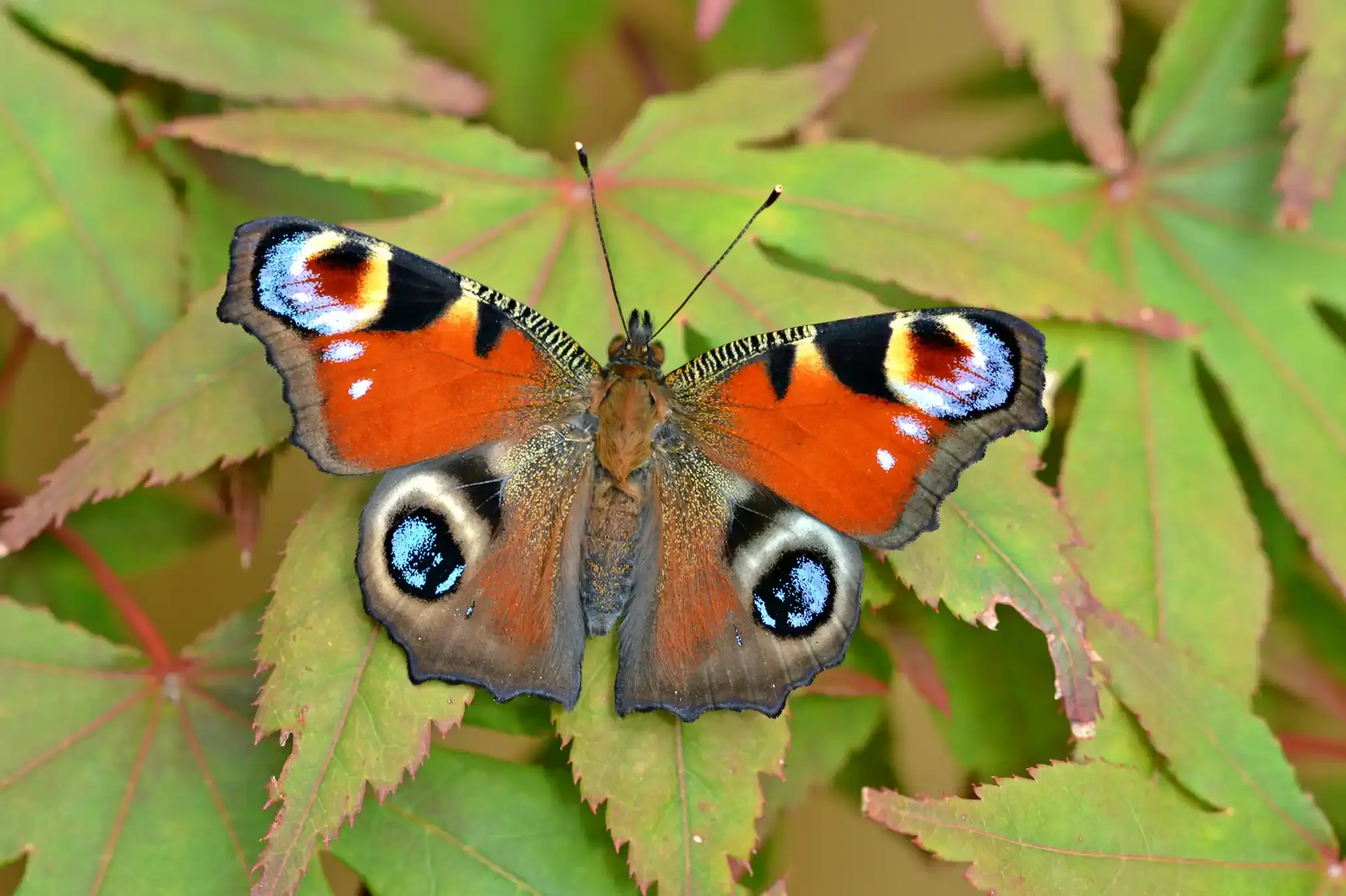 The Peacock butterfly on yellowing leaves.