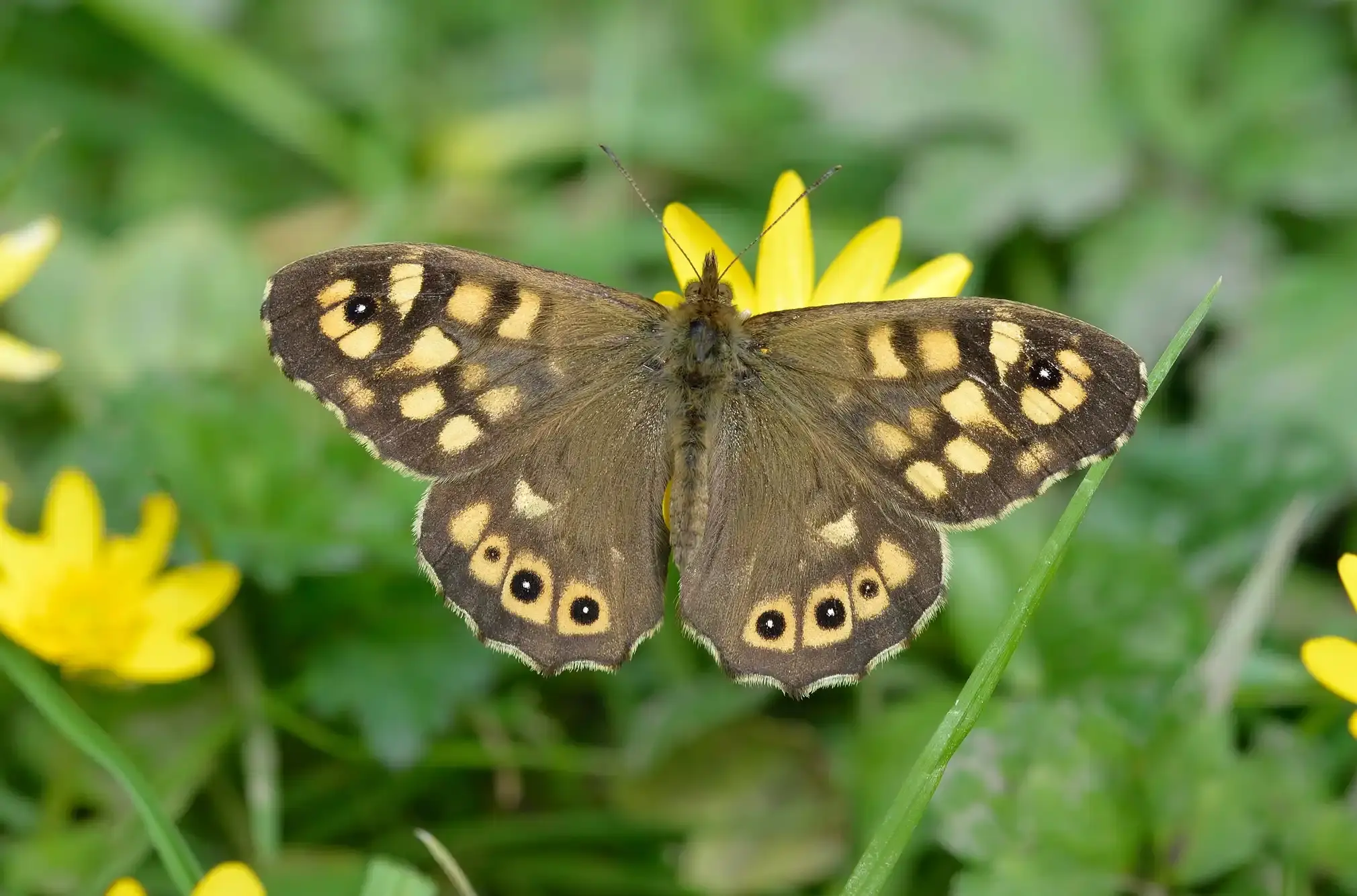 Speckled wood butterfly on a yellow flower.
