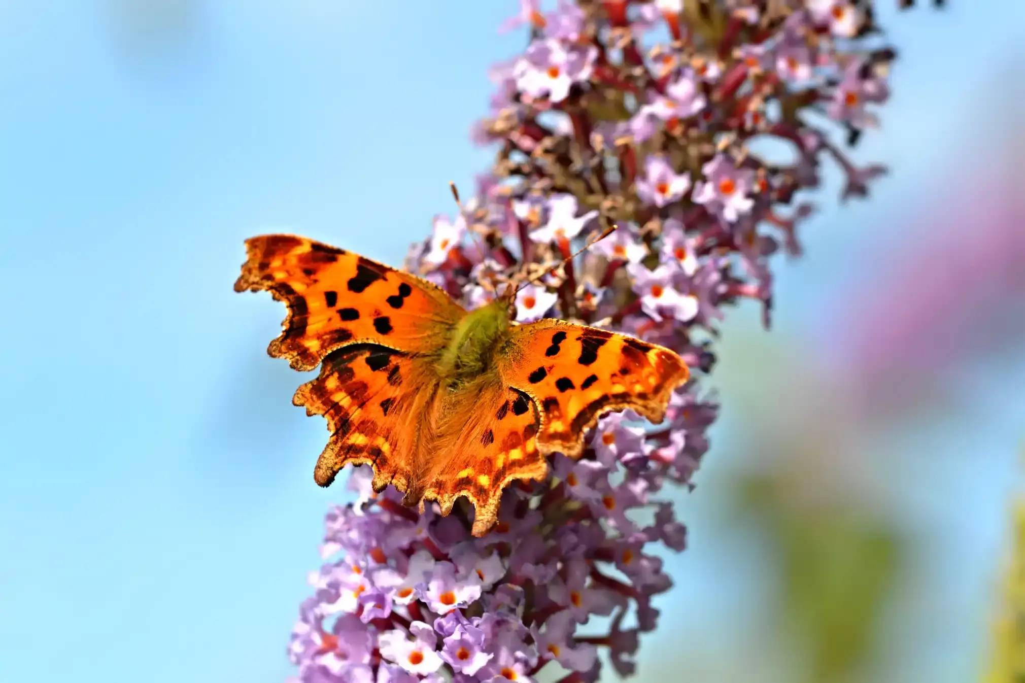Comma buterfly (scalloped edges and burnt orange colouring) on tiny pink flowers.