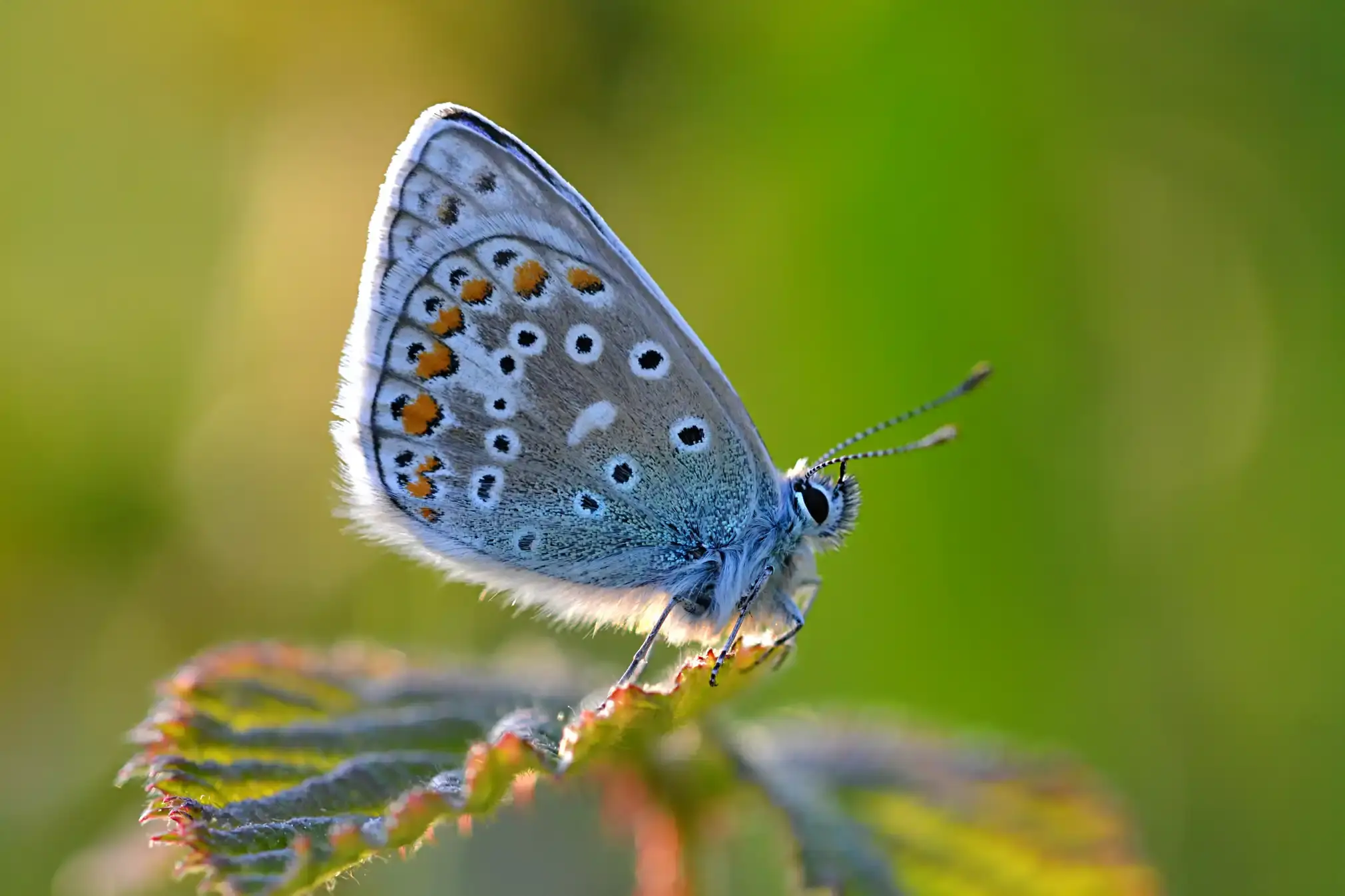 Common blue - nothing common about its beauty.