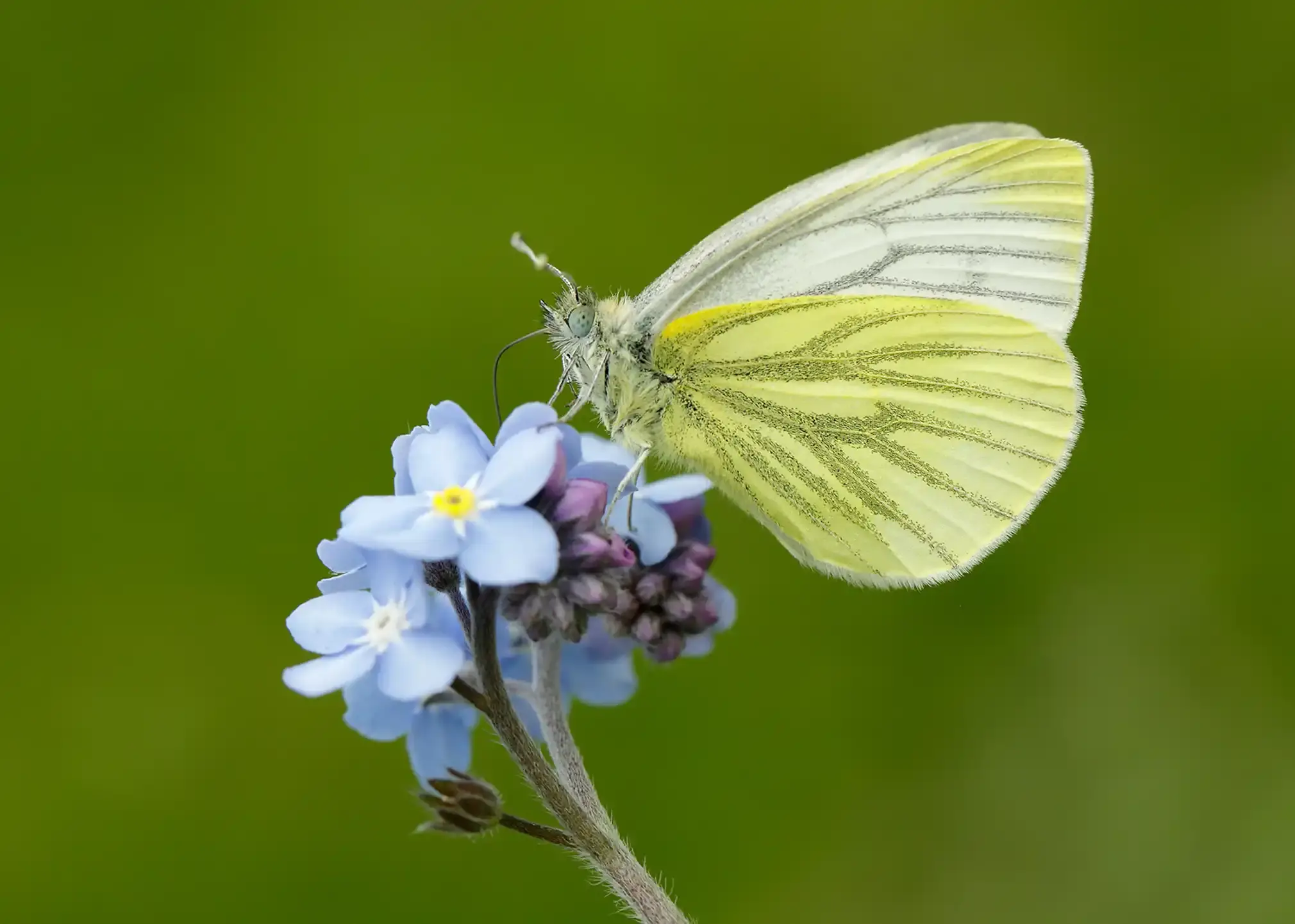 Green-vein white on a cluster of light blue flowers.