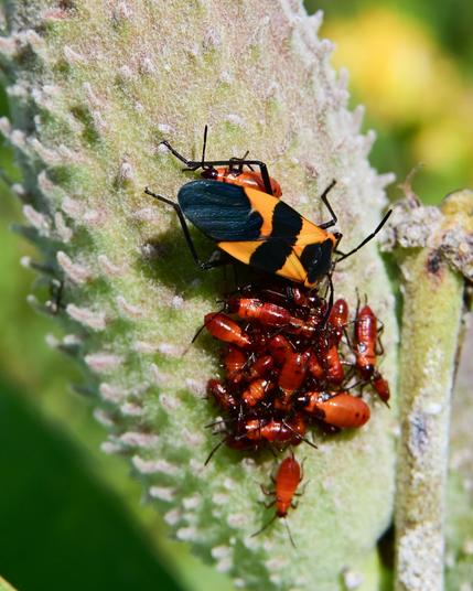 Large Milkweed Bug