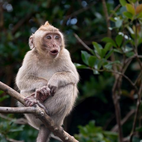 Ein Makakenbaby mit hellbraunem Fell und großen, dunklen Augen sitzt auf einem Ast. Es blickt mit offenem Mund und leicht überraschtem Gesichtsausdruck nach vorne. Im Hintergrund sind unscharf grüne Blätter und Äste zu sehen.