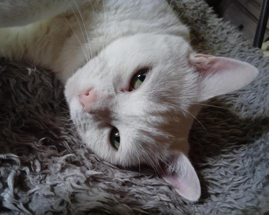 A milk white cat with pink ears and nose lies on his side on a grey fleecy blanket.
 He watches the viewer with his green eyes.