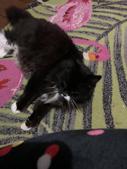 Floofy tuxedo cat, lying on a pink and green flamingo rug, looking up towards me.