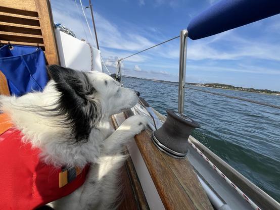 Eine schwarz-weiße Border Collie Hündin mit rot-orangener Schwimmweste sitzt im Cockpit eines kleinen Segelbootes, Pfote auf dem Rand, und schaut konzentriert übers Meer. Foto von der Seite, im Hintergrund ist Land zu sehen.
