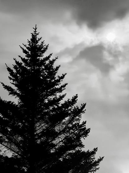 A black and white photo showing a tree with a ver bright moon obscured by the clouds