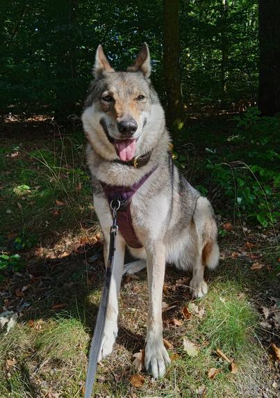 A large brown and white dog with husky like masking, sits on a grassy bank with trees behind. Her mouth is open, smiling, pink tongue out. Ears turned outwards, always on alert.