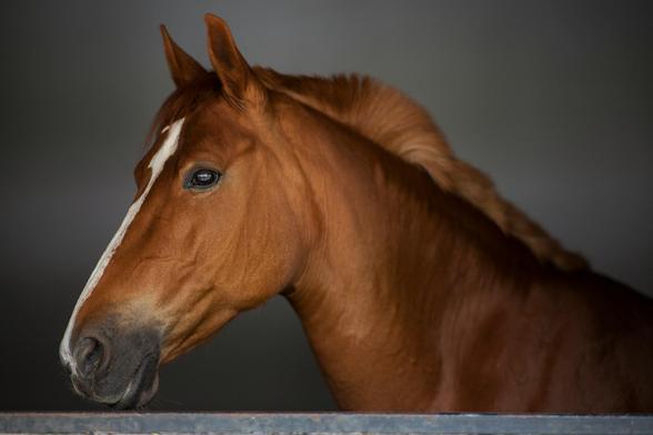 A close-up photograph of a horse standing in a stable, captured in warm, soft light. The horse’s coat is a light cognac brown, with a long white blaze running down its face. Its mane stands upright in gentle waves, a mix of short golden and cream strands. The animal gazes calmly at the camera, its large eyes reflecting the light with a soft glow, giving it a gentle, intelligent expression. In the background is a gray wall of the stable, subdued in tone, while the foreground shows the dark metal edge of the stall. The overall atmosphere is warm and intimate, highlighting both the strength and the tenderness of the animal.
Photo by Engin Akyurt on Unsplash