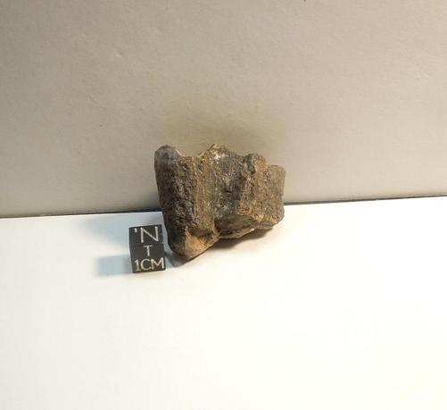 A partial Giant Ground sloth tooth. It measures approx. 2 inches across. A black centimeter cube is shown for scale.