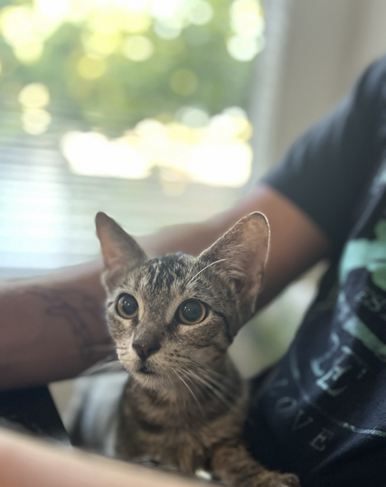 A grey tabby kitten