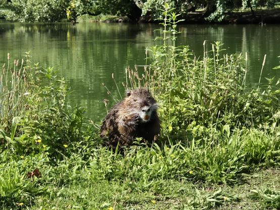 A Nutria in the grass. A lake in the background.