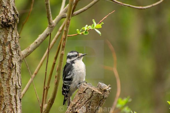 A Downy Woodpecker perched on a tree along a ravine trail.