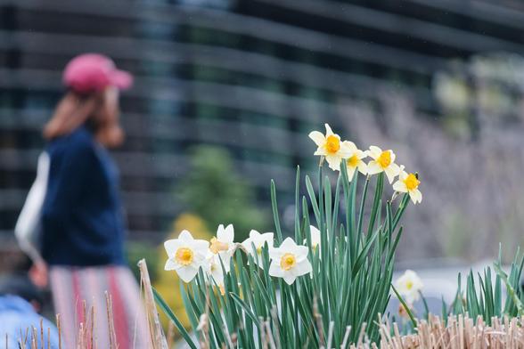 A cluster of maybe 10 daffodils with the rightmost higher than the leftmost is in the center of the frame,  in front there are a few cut-off dried stems,  behind and blurred out (i) at the left a woman with a red billed hat and medium hair, blue shirt and I think a yellow blue and red skirt with vertical stripes and a bright bag over her shoulder is looking towards (ii) a building that fills the whole background with an image dominated by mostly horizontal lines that curve towards the left.
