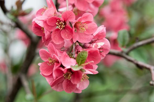 A cluster of pink tree flowers with a large number of pistils or stamen or something in their centers fills the center of the frame with just a few tiny leaves out in front,  and behind we can see a lot of stems and a few leaves increasingly out of focus as we move further away.