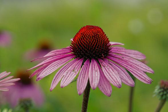 A purple coneflower seen from the side with particularly fine petals with prominent stripes is in the center of the frame and a bit to the right,  a few petals from a small one at about the same distance come in from the left and there are some dead heads relatively close and then three that are out of focus and then a field of different shades of green with a few bright white spots.