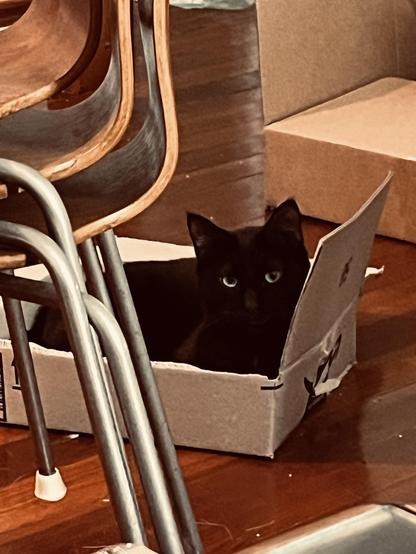 a handsome black cat looks at us from inside a shallow cardboard box, some stacked chairs in the foreground