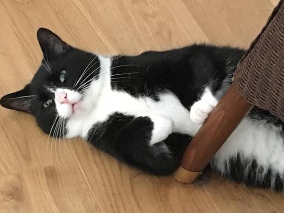 Black-and-white cat on the ground