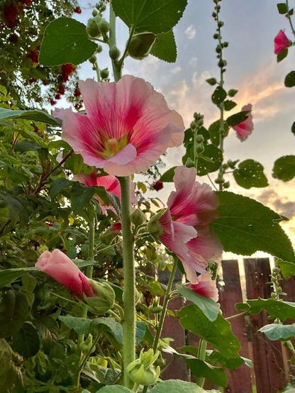 A photograph I took in my garden of a beautiful set behind towering pink hollyhocks.