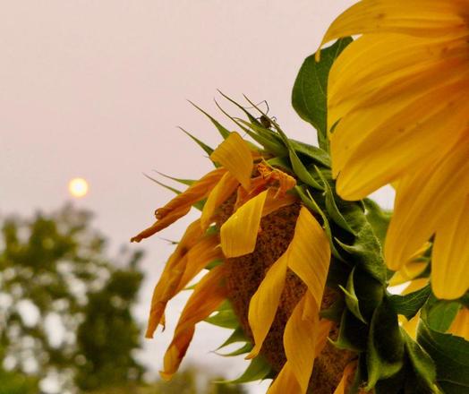 A photograph I took in my garden on a smoky day... the sun has a red ring around it and the sunflower has a daddy longlegs spider on it.