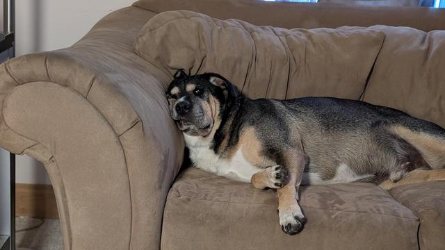 Dog laying on the couch with smudged face on cushion
