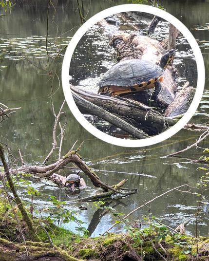 Eine sich sonnende Hieroglyphen-Schildkröte in einem Altrheinarm mit einer vergrößerten Teilaufnahme in einem weißen Kreis links oben