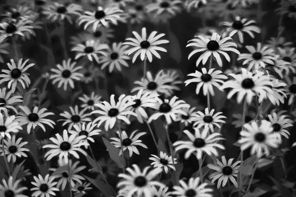 30 or so Bright white daisies mostly in focus with black button cores rising up out of stems with a few more blurry daisiers far away blurry as well as foliage and indistinct grey areas darker than the foliage in the background