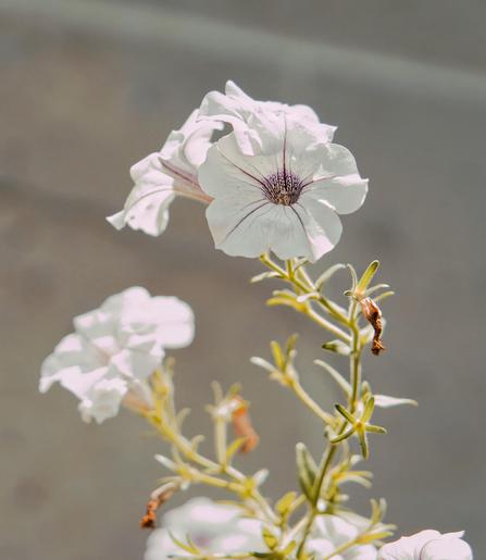 Three trump bloom petunias (one facing away) in focus at the top with a few purple veins on the outer part and a network of purple lines inside rising off a stem with numerous extensions while one out of focus can be seen behind and to the left and more out of of focus and cut off by the bottom of the frame,  diagonal lines like a stone or brick wall can be seen in the background out of focus.