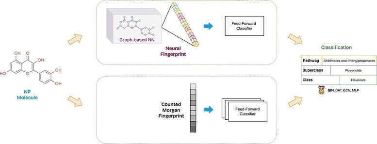 Leveraging molecular graphs for natural product classification. Computational and Structural Biotechnology Journal, DOI: https://doi.org/10.1016/j.csbj.2025.08.031