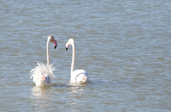 2 Flamingos stehen bis zum Bauch im Wasser mit dem Rücken zu uns. Einer hat die Schwanzfedern ganz puschelig gespreizt und beide schauen sich an.