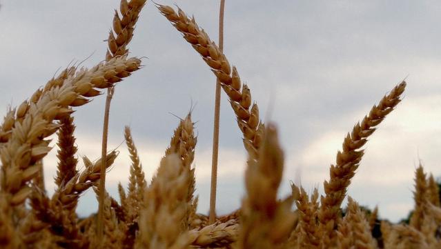 Snippet of the cover artwork, depicting a wheat field.