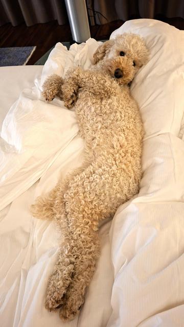 Ein hübscher blonder Pudel räkelt sich auf der Bettdecke