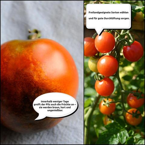 Das Bild zeigt zwei Fotos. Links eine von Krautfäule befallene Tomate mit den typischen braunen Flecken im unteren Bereich. Text dazu : "Innerhalb weniger Tage greift der Pilz auch die Früchte an - sie werden braun, hart und ungenießbar". Das Foto rechts zeigt gesunde Cocktailtomaten an einer Rispe mit einer Sprechblase mit dem Text: "Freilandgeeignete Sorten wählen und für gute Durchlüftung sorgen."