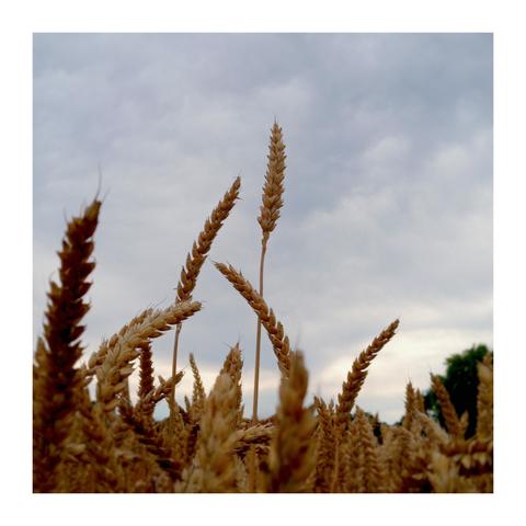 Cover artwork, depicting a wheat field.