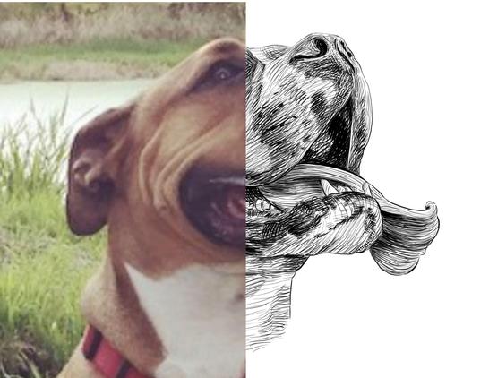 Black and white drawing of a dog named Logan, with the left half of the image being the reference.