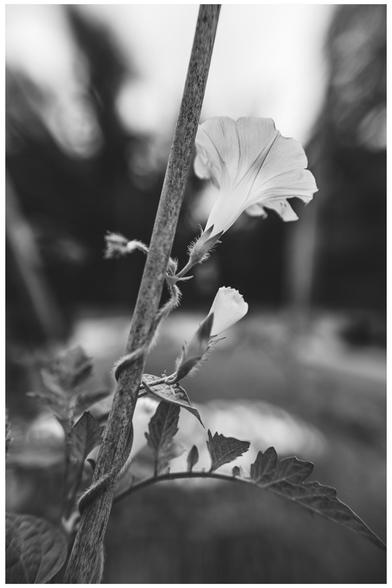 A morning glory flower and vine climbing up a plant stake