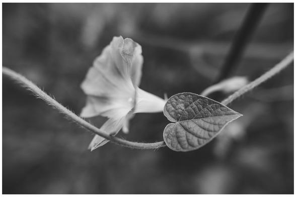 The flower and heart-shaped leaf of a morning glory.