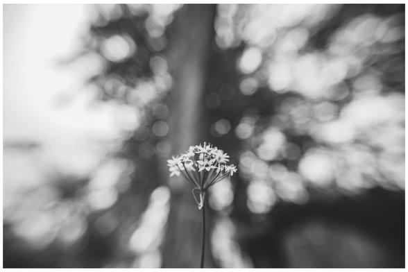 Some kind of allium flowering with a busy bokeh background