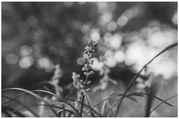 Small flowering stalk surrounded by busy bokeh