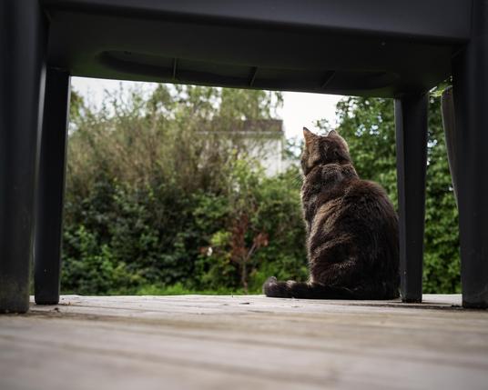 Very cute tabby cat sitting under a table on a patio, gazing at some bushes that are just starting to show fall colours.