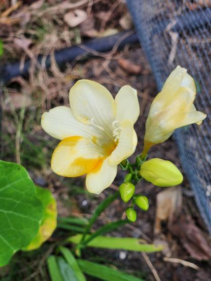 Our only pale freesia blooms.