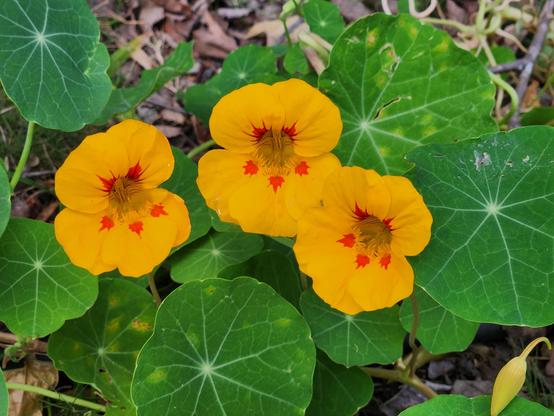 Three happy nasturtiums say "cheeeese"