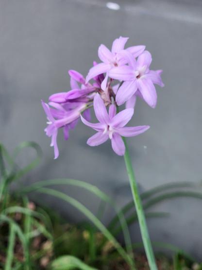This thing threw up its annual single purple  flower spike, whatever its called!