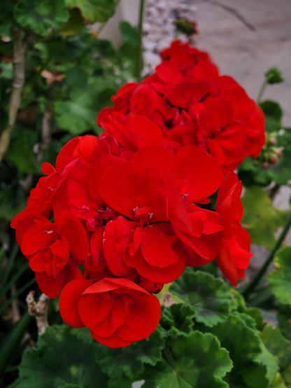 Geranium's red overloads the camera's sensor in the sun.