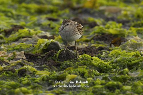A shorebird with a white belly and light brown head and back with black spots. It has a long black beak and its legs at yellow-green. It faces the camera and walks on a shoreline covered by green algae.