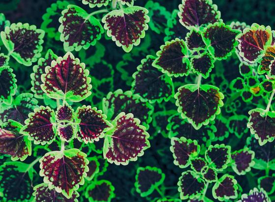 Alternate oriented leaves with serrated edges that are purple on the inside and green on the outside with leaves organized into different planes some close in and in focus and less well focused and darker as they get further away.