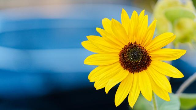 On the right half of frame there is a sunflower with a ringe of large petals and a disc of brown elements with fine lines running raidally along the petals,  most of the background is a series of indistinct stripes of various blue shades,  there is something green in the upper right corner (the back of another sunflower?) that I can't quite make out.