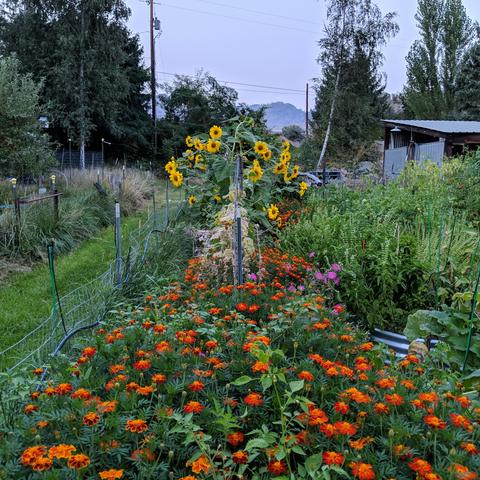A raised bed that had melons planted in it that's full of marigolds. The Marigold flowers are orange colored, and beyond them is some yellow sunflowers.